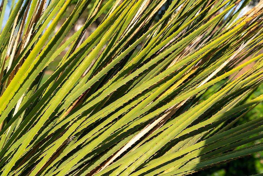 green cactus leaves